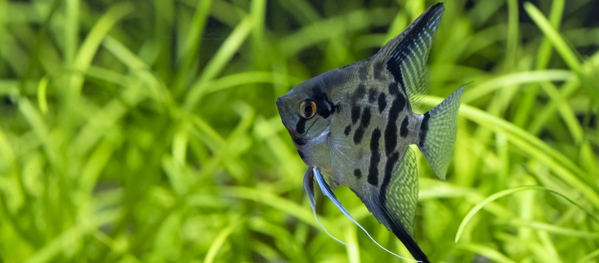 Dunkler Skalar im Aquarium Dunkler Skalar im Aquarium
