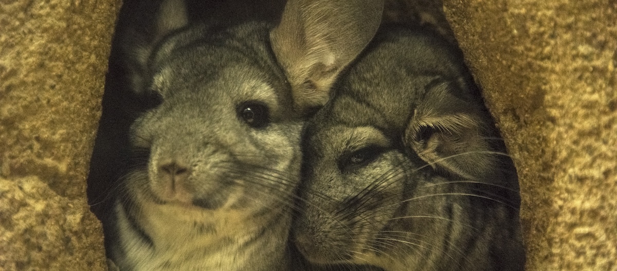 Chinchillas kuscheln Zwei Chinchillas kuscheln miteinander