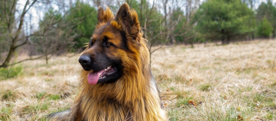 Schaeferhund-liegt-auf-wiese