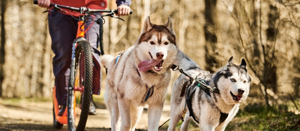 Zwei-huskys-ziehen-fahrrad