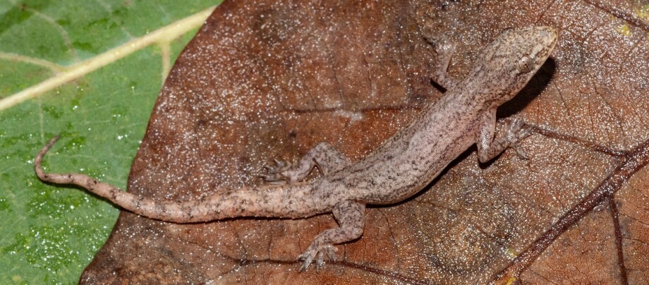 Asiatischer Hausgecko hockt auf einem Blatt Asiatischer Hausgecko hockt auf einem Blatt