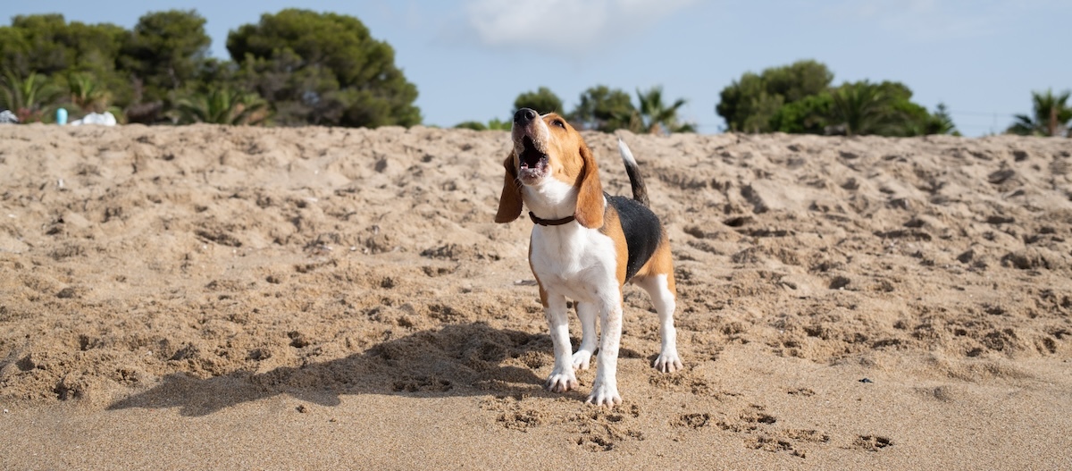 Ein Beagle steht am Strand und bellt. Ein Beagle steht am Strand und bellt.