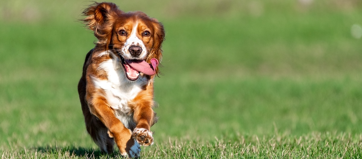 Ein Hund rennt hechelnd über eine Wiese. Ein Hund rennt hechelnd über eine Wiese.