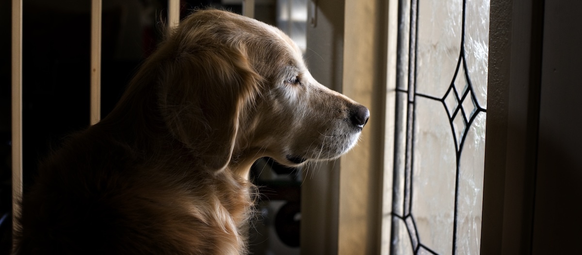 Hund schaut traurig durch geschlossene Glastuere nach draussen. Hund schaut traurig durch geschlossenes Glastuere nach draussen.