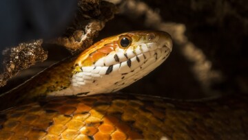 Nahaufnahme einer Kornnatter Nahaufnahme einer Kornnatter