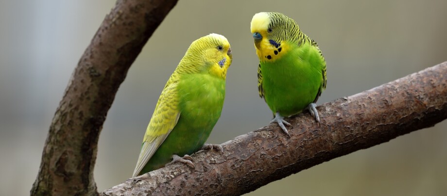 Zwei Wellensittiche sitzen einander zugewandt auf einem Ast Zwei Wellensittiche sitzen einander zugewandt auf einem Ast