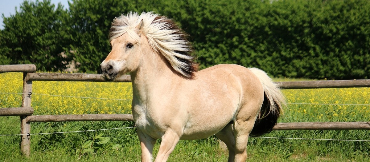 Fjordpferd-seitlich-läuft