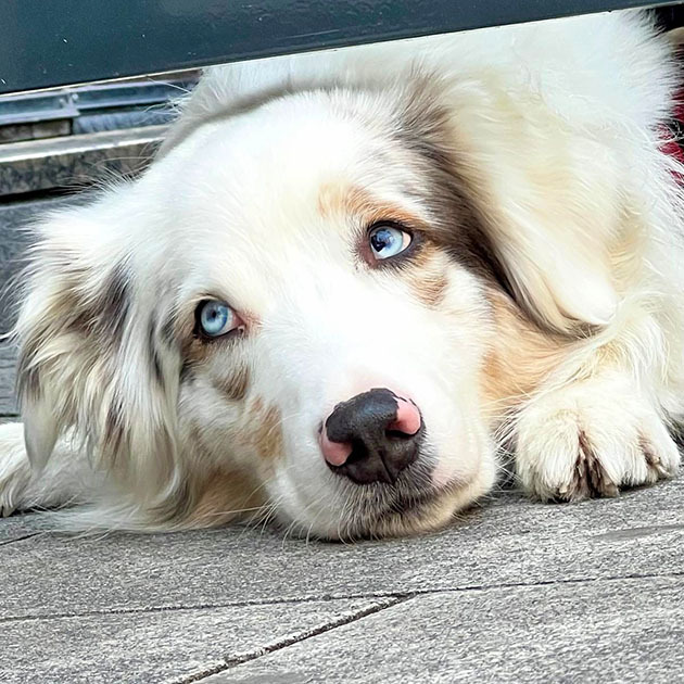 Friedel_Australian_Shepherd_630