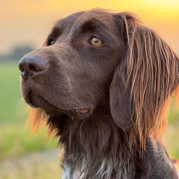 Leo_Kleiner_Muensterlaender_630