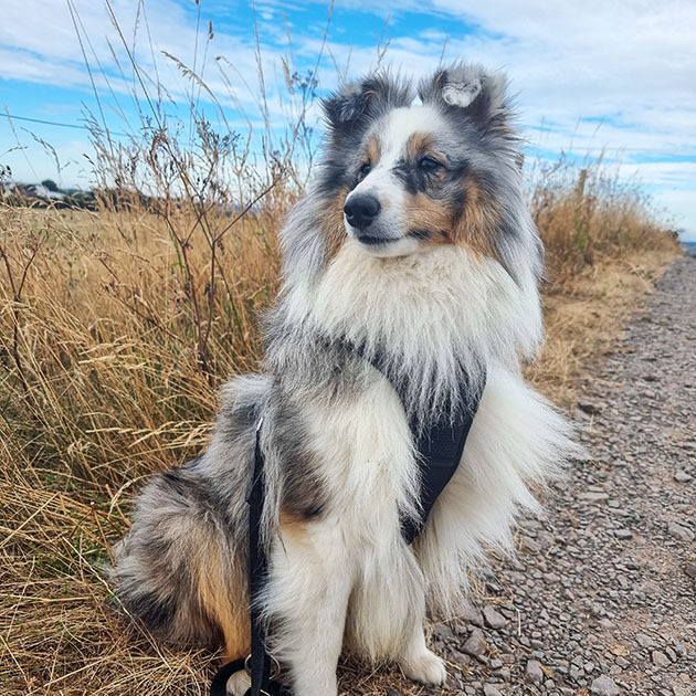 Lio_Shetland_Sheepdog_630