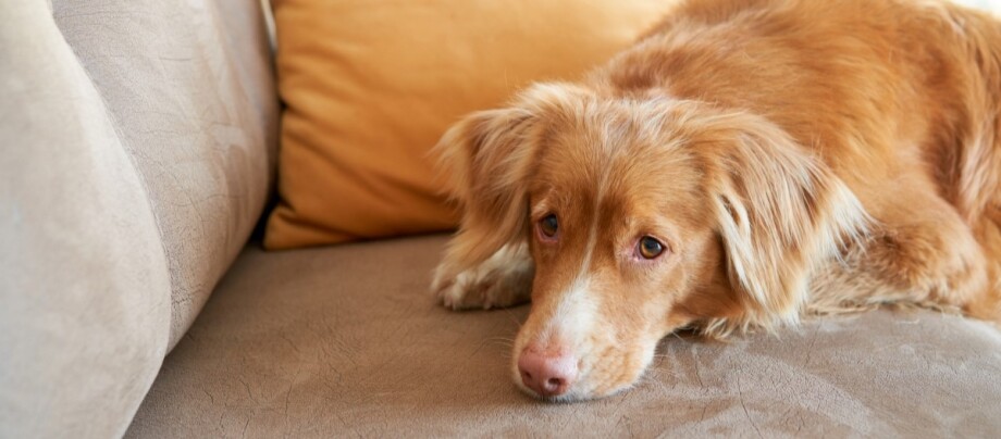 Nova-scotia-auf-couch