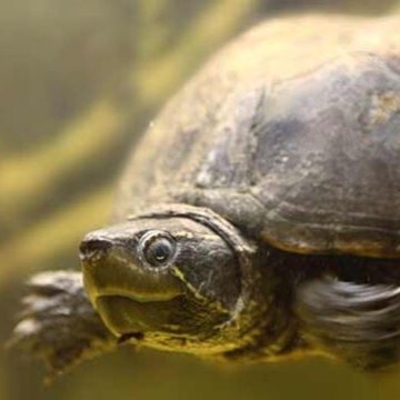 Ratgeber_Terra_moschusschildkroe
