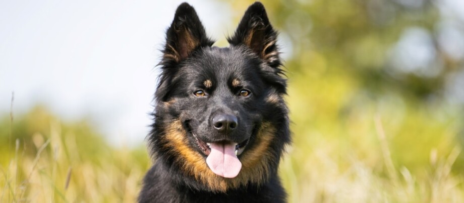 altdeutscher-hütehund-portrait