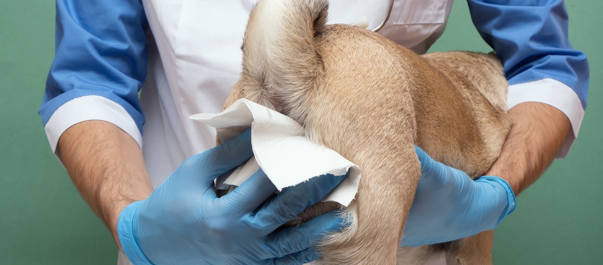 Analdrüsen beim Hund werden in Tierarztpraxis ausgedrückt Analdrüsen beim Hund werden in Tierarztpraxis ausgedrückt