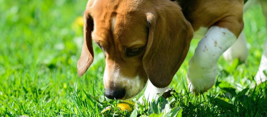 Ein Beagle Hund riecht an einer Blume. Ein Beagle Hund riecht an einer Blume.