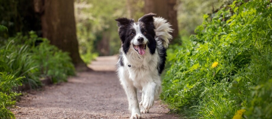 border-collie-läuft-durch-natur