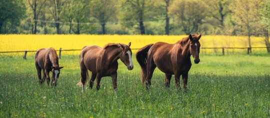 Drei Pferde stehen auf einer Weide mit einem Rapsfeld im Hintergrund.