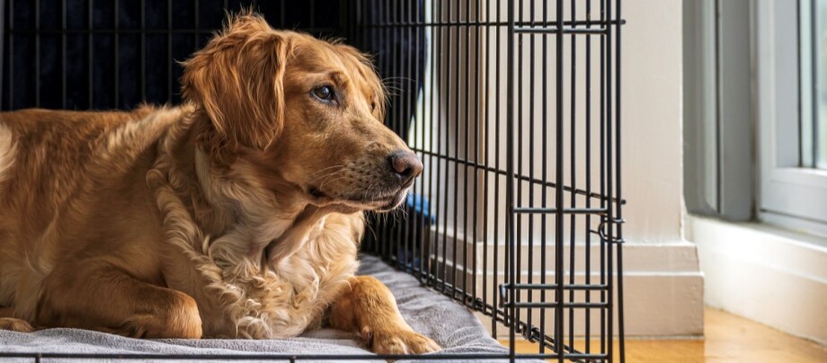 golden-retriever-in-hundebox