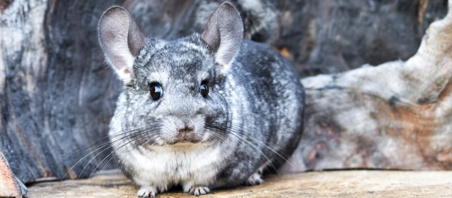 graues-chinchilla