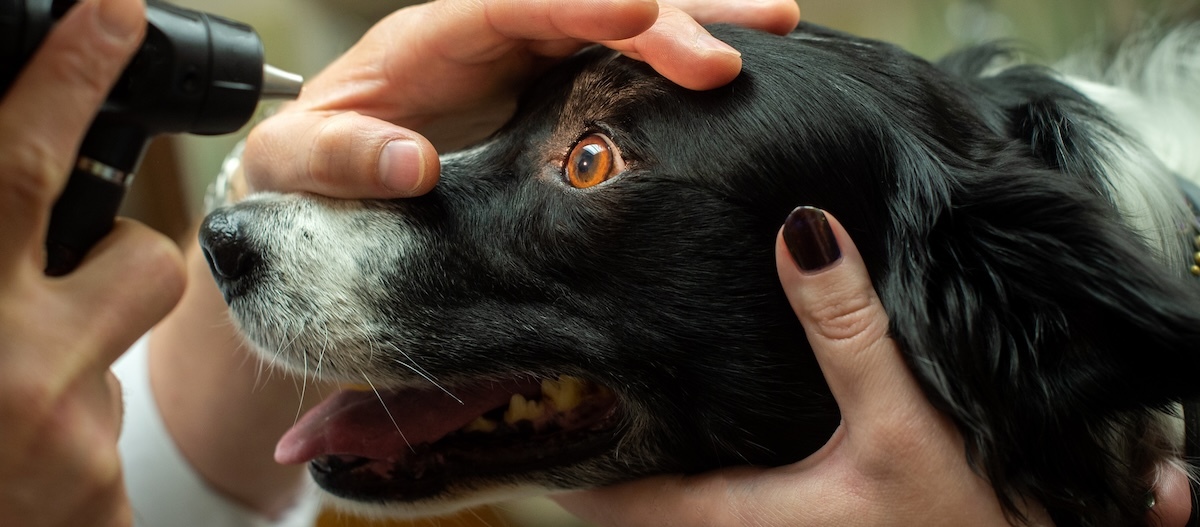 Ein Tierarzt untersucht die Augen eines Hundes. Ein Tierarzt untersucht die Augen eines Hundes.