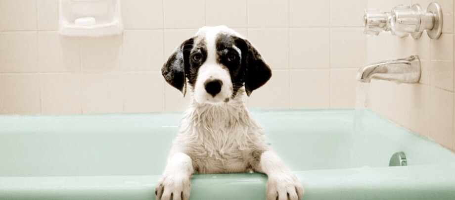 hund-in-der-badewanne