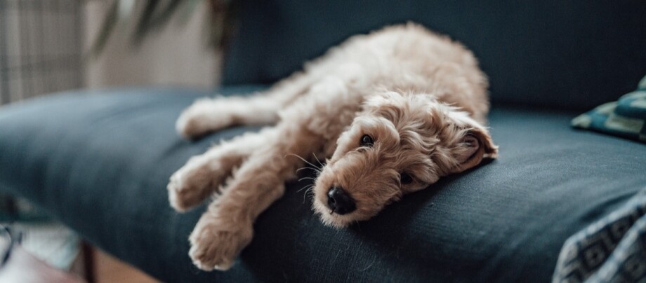 hund-liegt-auf-couch