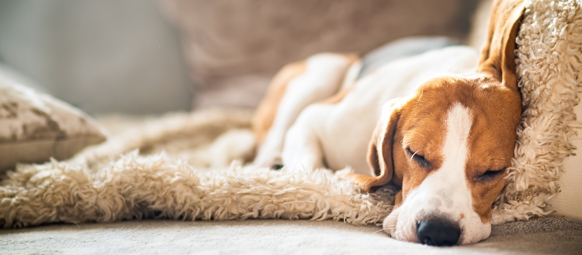 Ein Beagle liegt erschöpft auf einer Decke Ein Beagle liegt erschöpft auf einer Decke