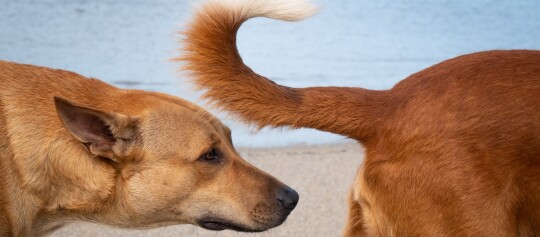 Hund schnüffelt an anderem Hund