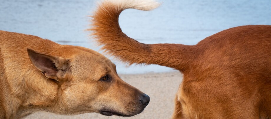 Hund schnüffelt an anderem Hund Hund schnüffelt an anderem Hund