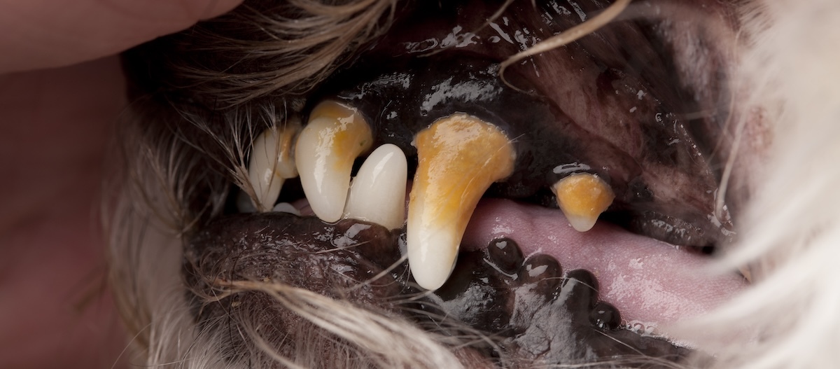 Nahaufnahme von einem Hundegebiss mit Zahnstein. Nahaufnahme von einem Hundegebiss mit Zahnstein.