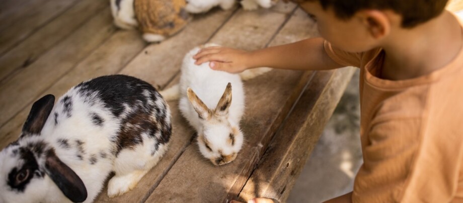 junge-mit-kaninchen
