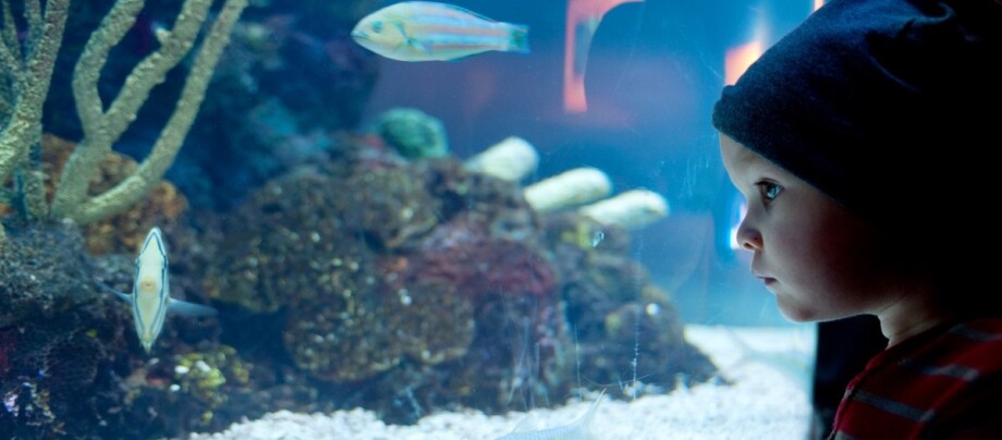junge-vor-aquarium