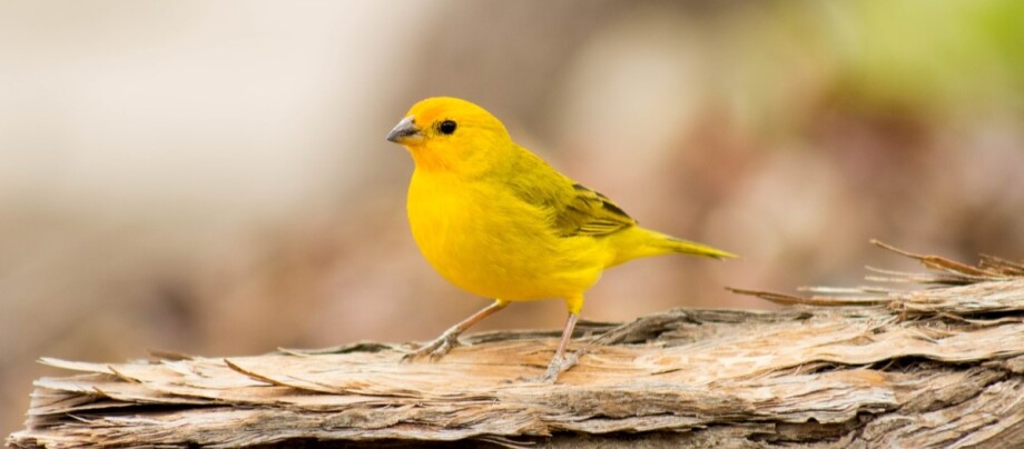 kanarienvogel-auf-ast