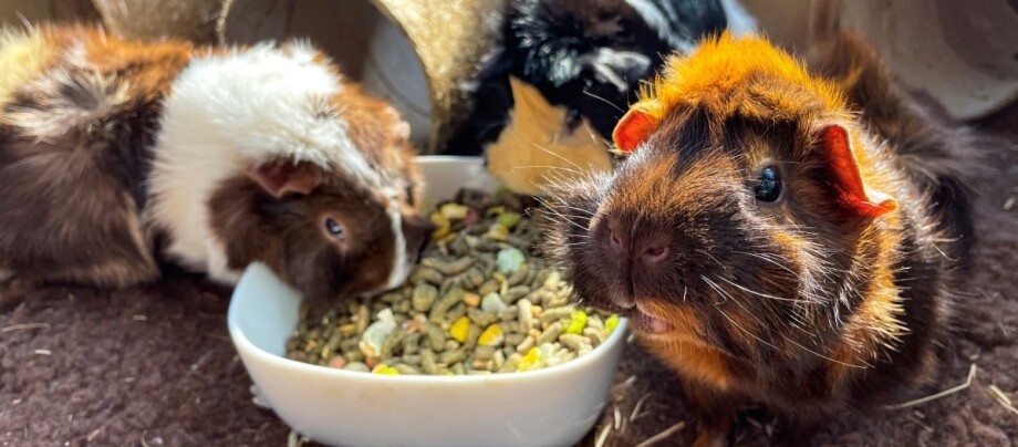 meerschweinchen-vor-napf