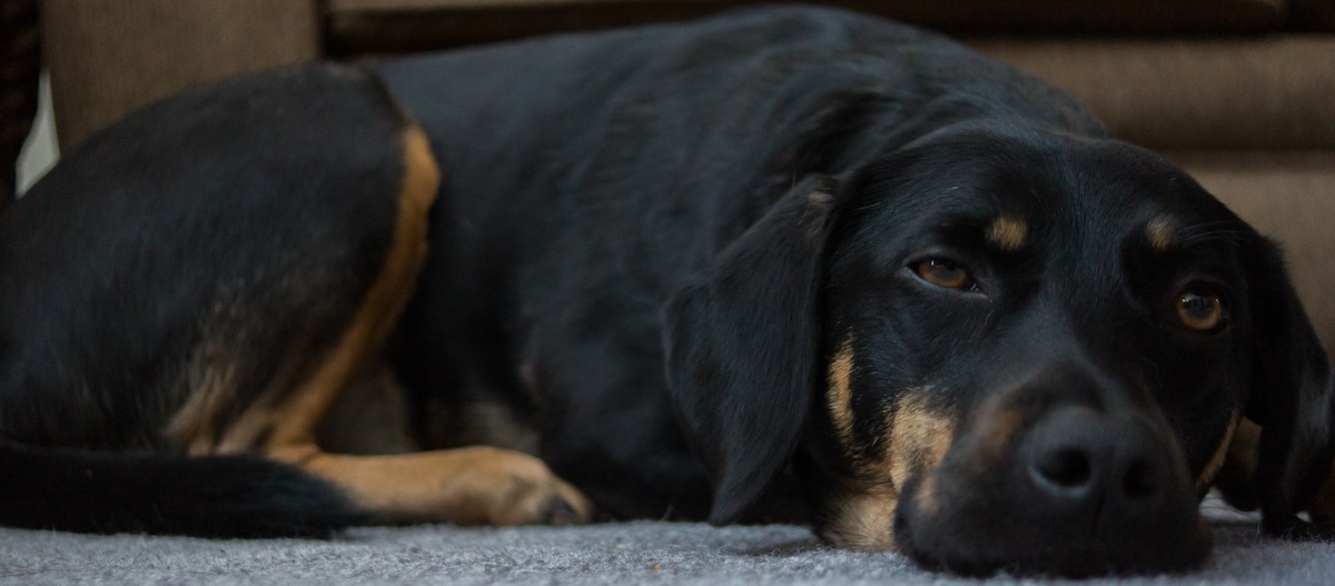 Ein ruhender Hund liegt auf dem Boden Ein ruhender Hund liegt auf dem Boden