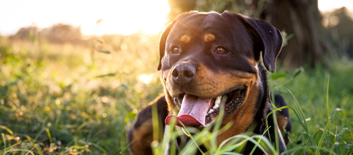 rottweiler-im-gras