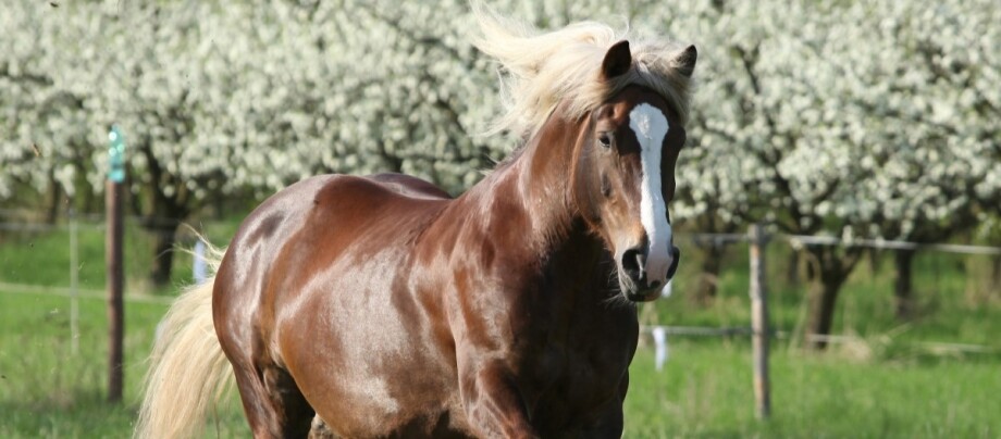 sueddeutsches-kaltblut