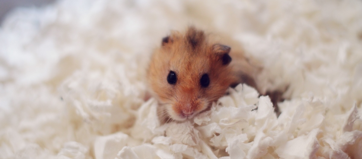 Ein niedlicher syrischer Hamster, der es sich in seinem Papierstreu gemütlich gemacht hat. Ein niedlicher syrischer Hamster, der es sich in seinem Papierstreu gemütlich gemacht hat