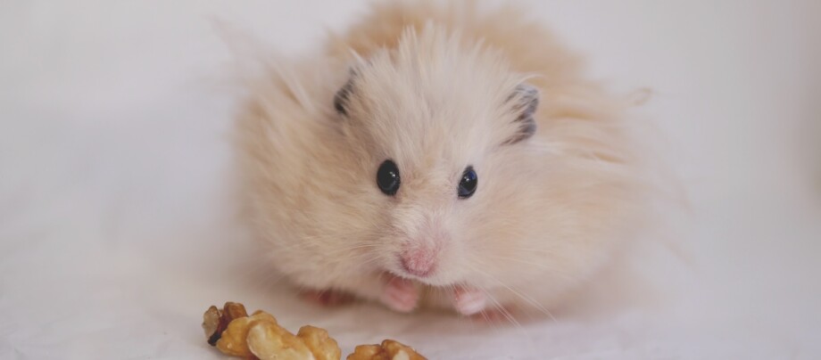 Ein flauschiger Hamster frisst eine Walnuss Ein flauschiger Hamster frisst eine Walnuss