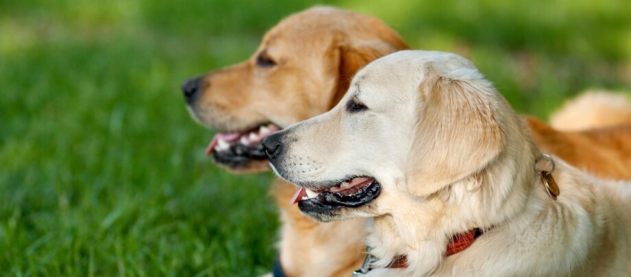 zwei-labradors-auf-wiese