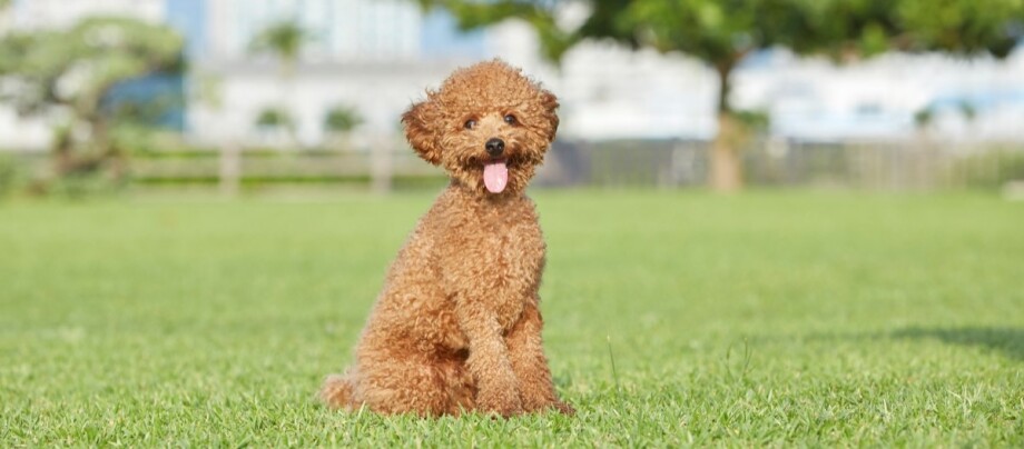 zwergpudel-auf-wiese