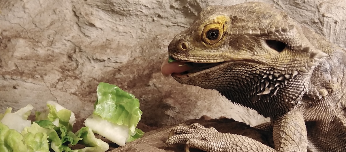 Eine Bartagame frisst Salat.