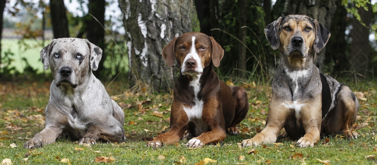Drei Louisiana Catahoula Leopard Hunde liegen wartend nebeneinander auf einer Wiese. Drei Louisiana Catahoula Leopard Hunde liegen wartend nebeneinander auf einer Wiese.
