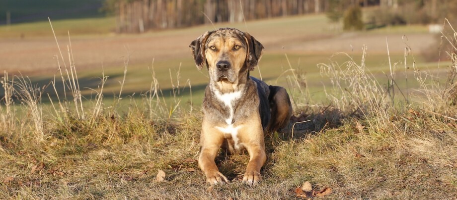 Ein Louisiana Catahoula Leopard Hund liegt auf einem Feld. Ein Louisiana Catahoula Leopard Hund liegt auf einem Feld.