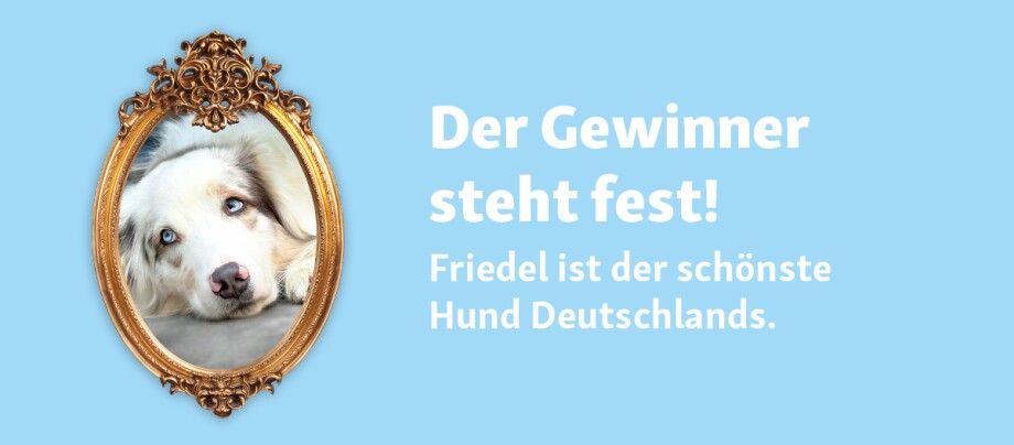 welthundetag-2024-gewinner-schoenster-hund-deutschlands Welthundetag 2024: Friedel ist der schönste Hund Deutschlands